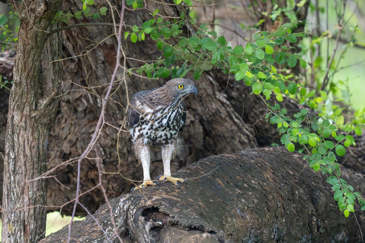 インドクマタカ（亜種 インドクマタカ） - ML647456397
