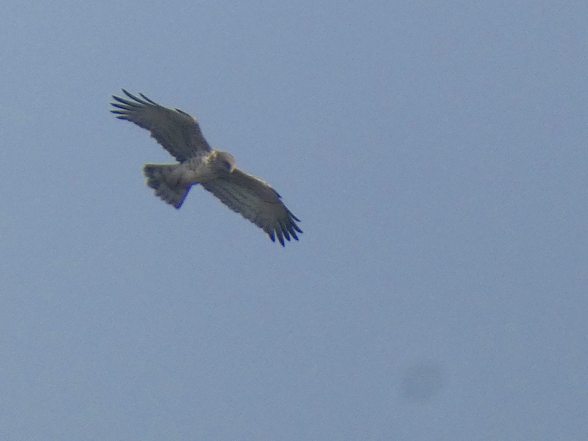 チュウヒワシ - ML647456398