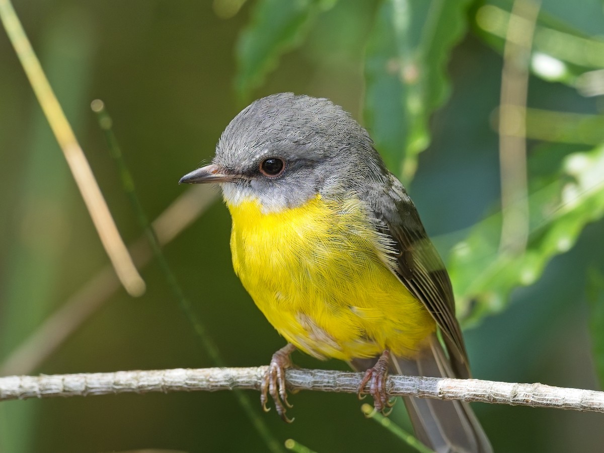 ヒガシキバラヒタキ - ML647456399