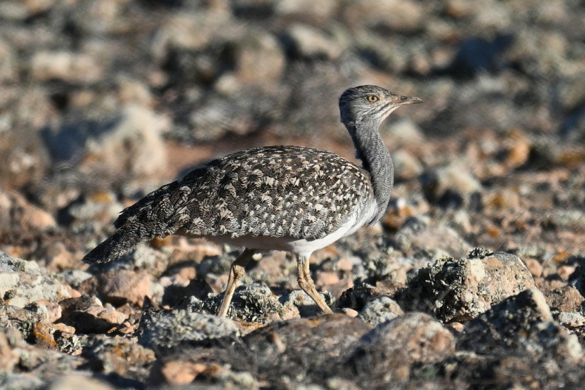 フサエリショウノガン - ML647456402