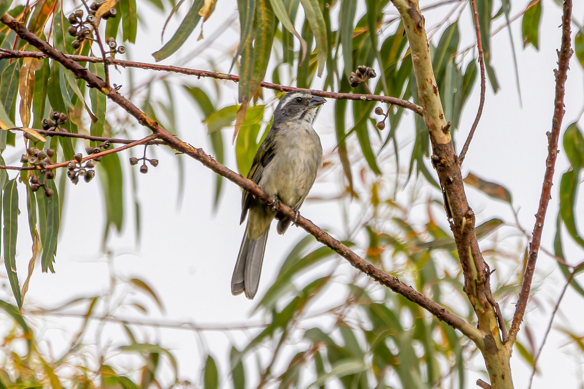 オリーブイカル - ML647456406