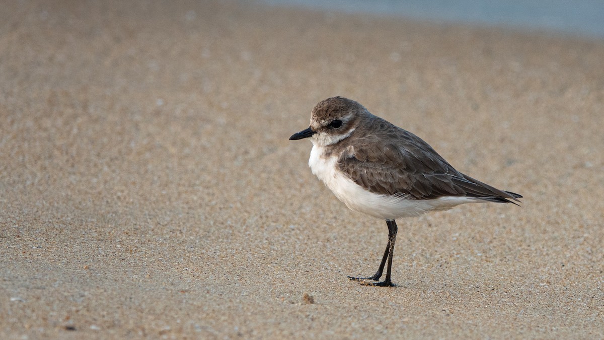 Tibetan Sand-Plover - ML647456422