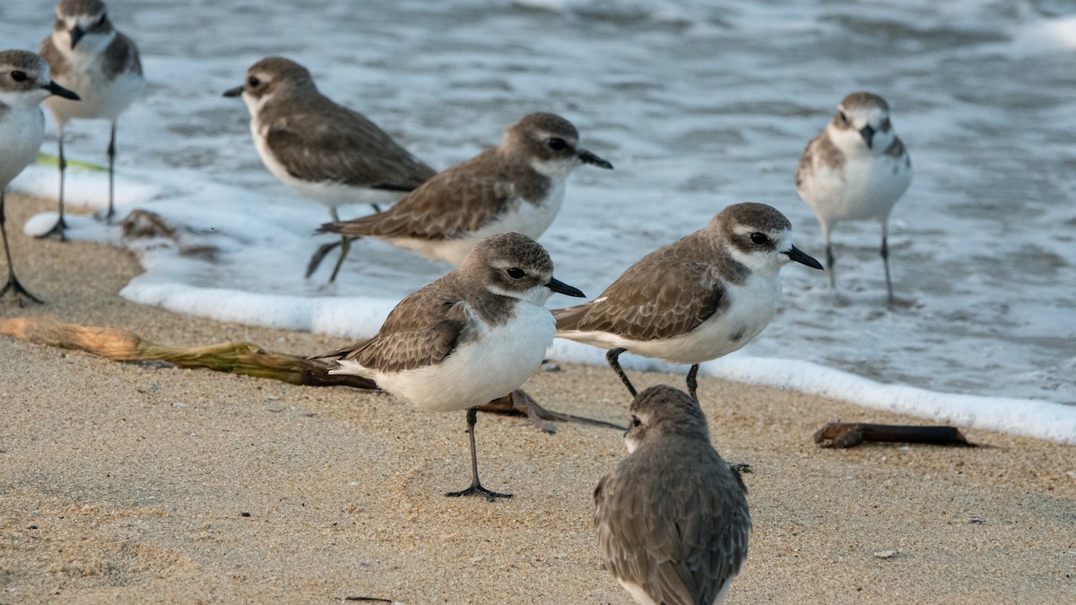 Tibetan Sand-Plover - ML647456424