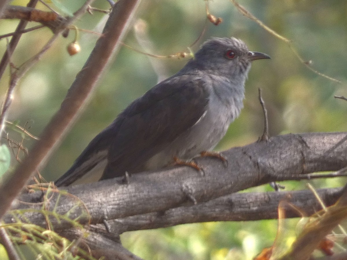 Gray-bellied Cuckoo - ML647456448