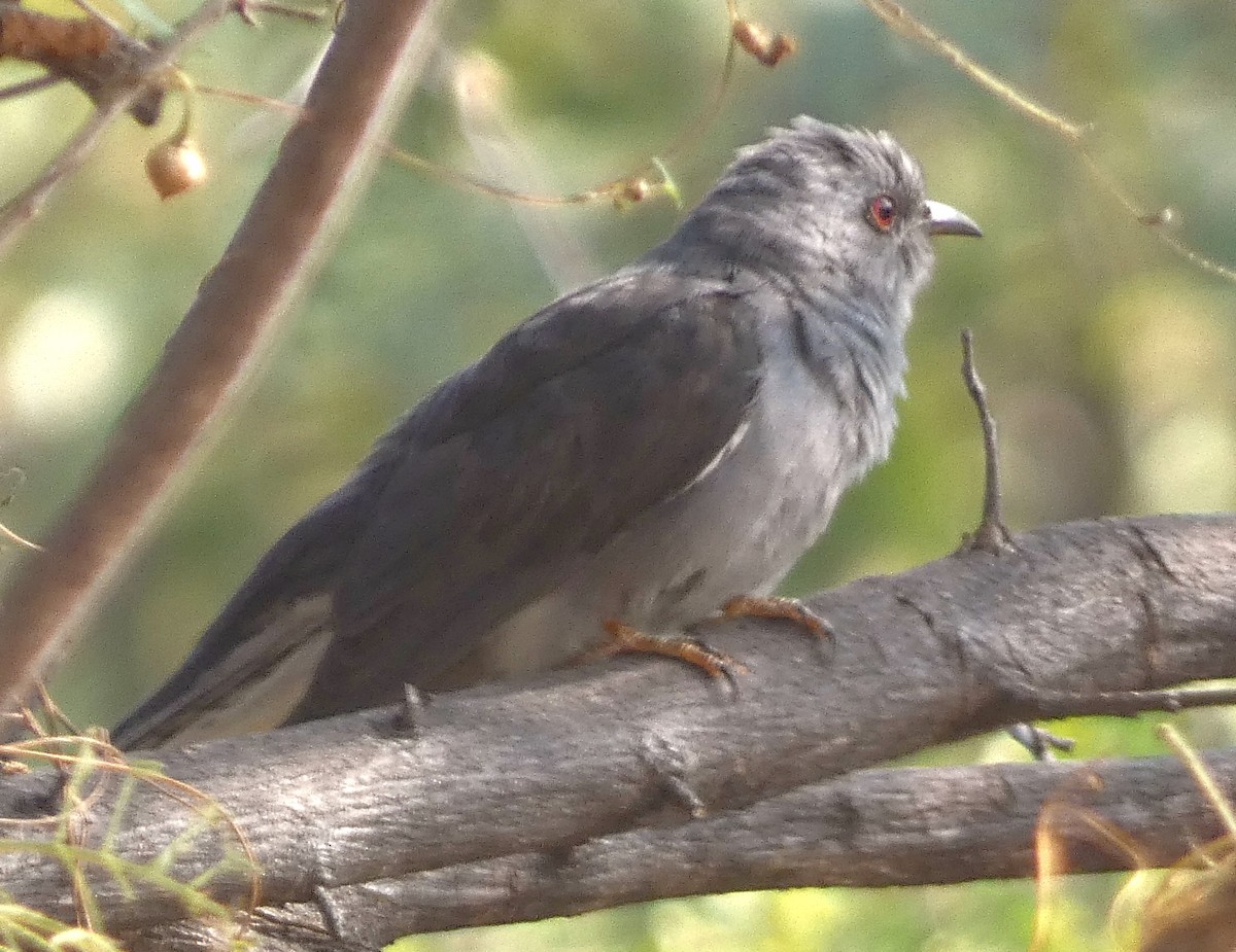 Gray-bellied Cuckoo - ML647456449