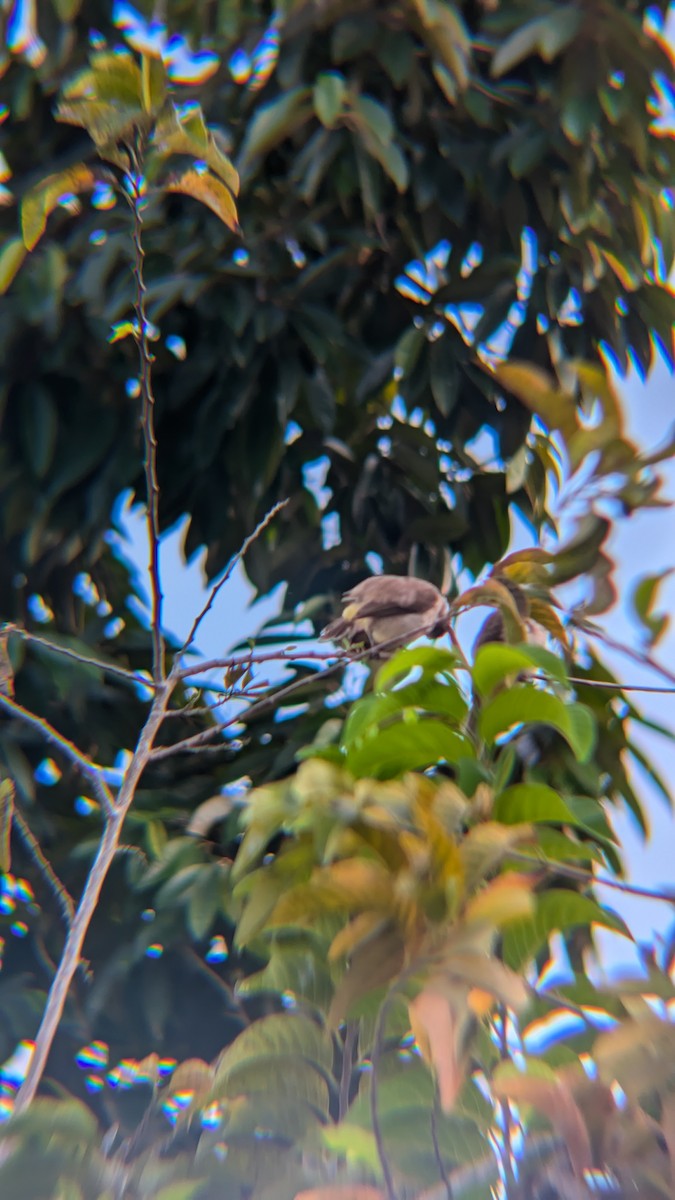 Yellow-vented Bulbul - ML647456450