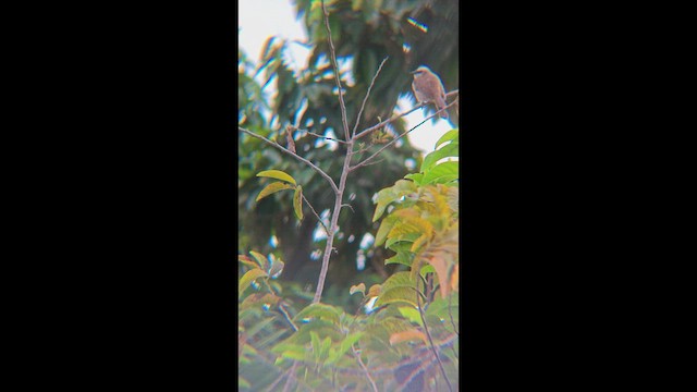 Бюльбюль широкобровий - ML647456451