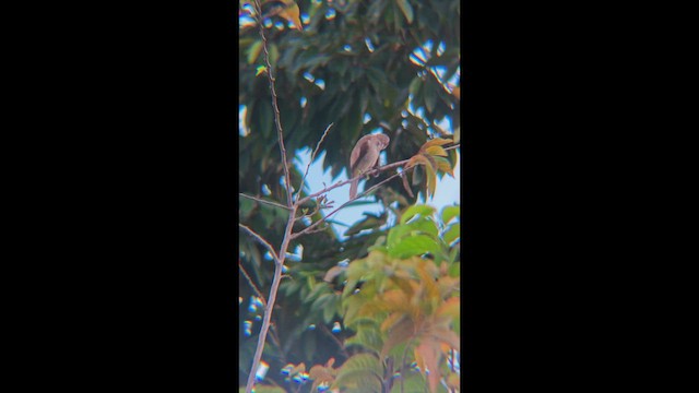 Бюльбюль широкобровий - ML647456455