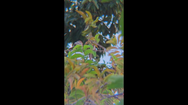 Бюльбюль широкобровий - ML647456466