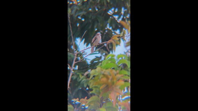 Бюльбюль широкобровий - ML647456467