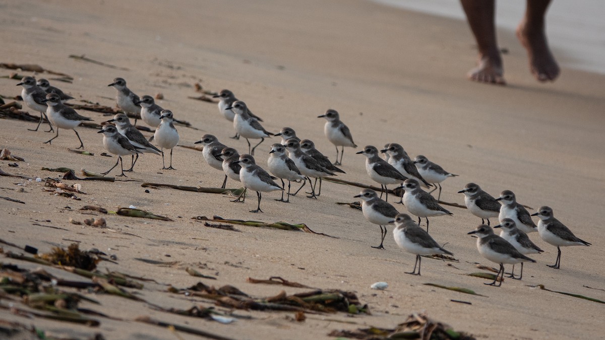 Tibetan Sand-Plover - ML647456468