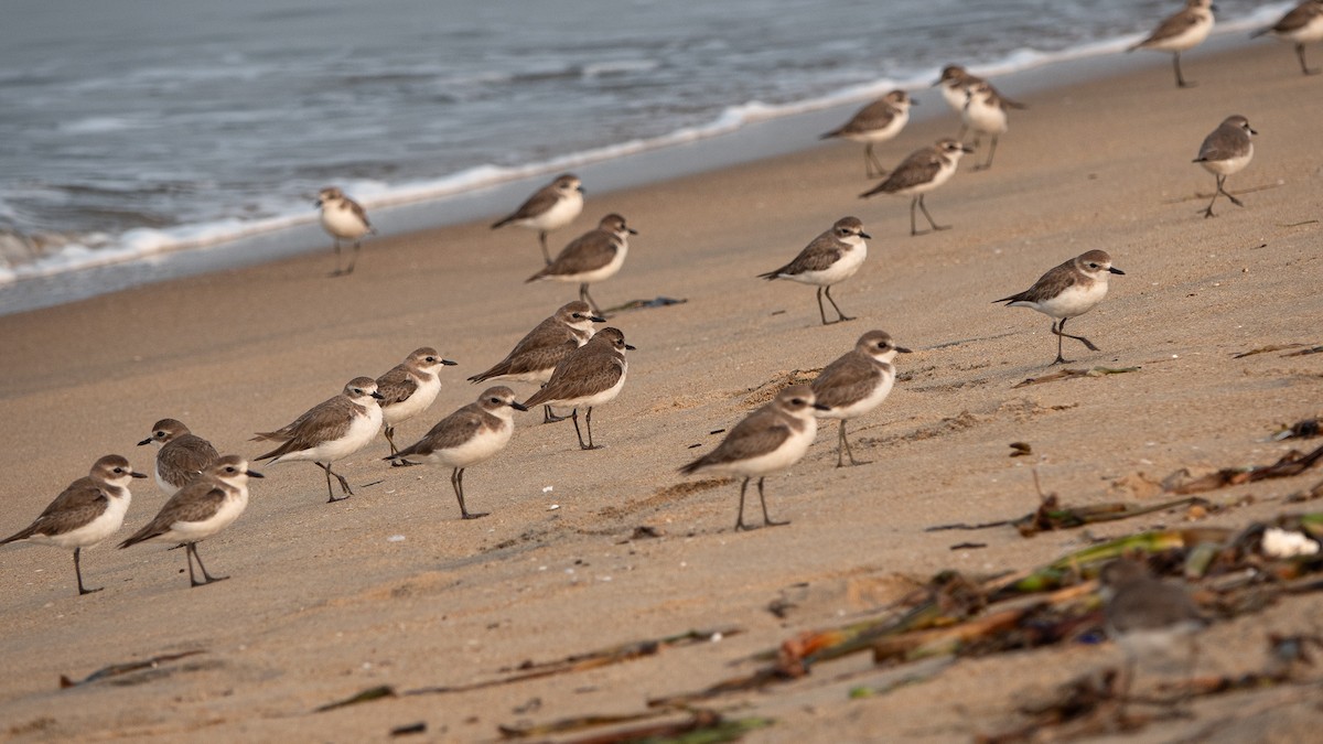 Tibetan Sand-Plover - ML647456469