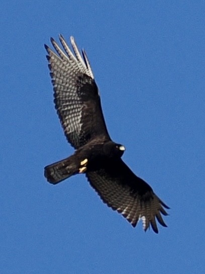 Zone-tailed Hawk - ML647456472