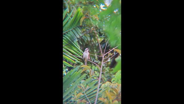 Бюльбюль широкобровий - ML647456473