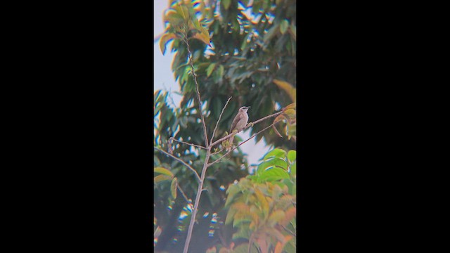 Бюльбюль широкобровий - ML647456481