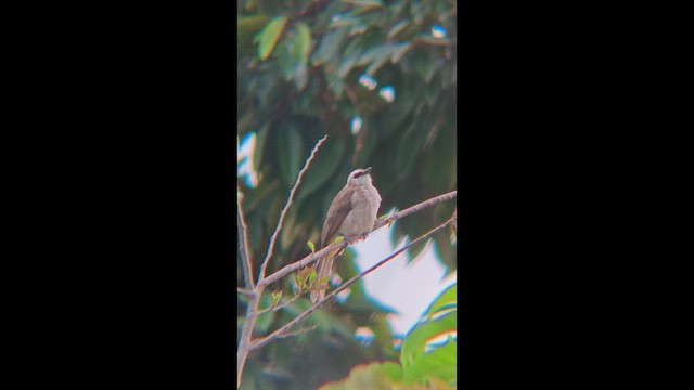 Бюльбюль широкобровий - ML647456482