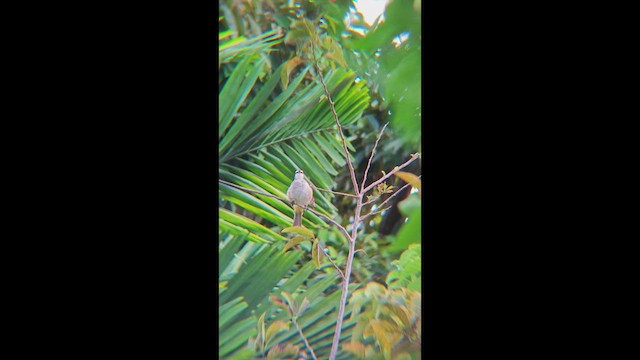 Бюльбюль широкобровий - ML647456483