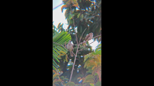 Бюльбюль широкобровий - ML647456484