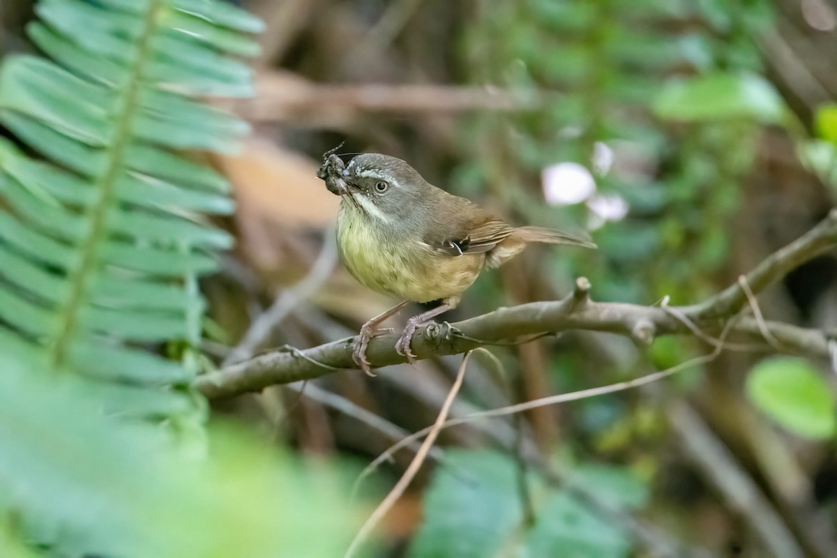 White-browed Scrubwren - ML647456529