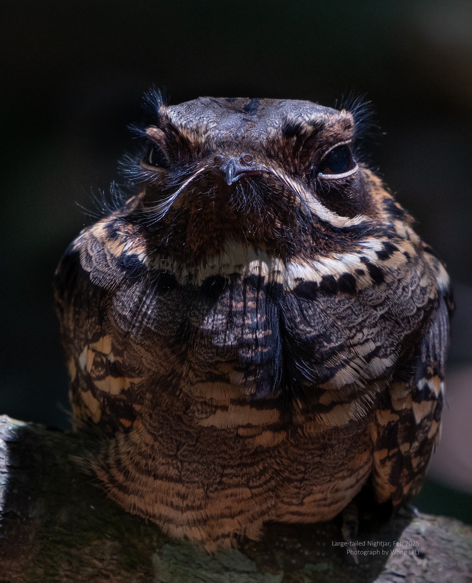 Large-tailed Nightjar - ML647456530