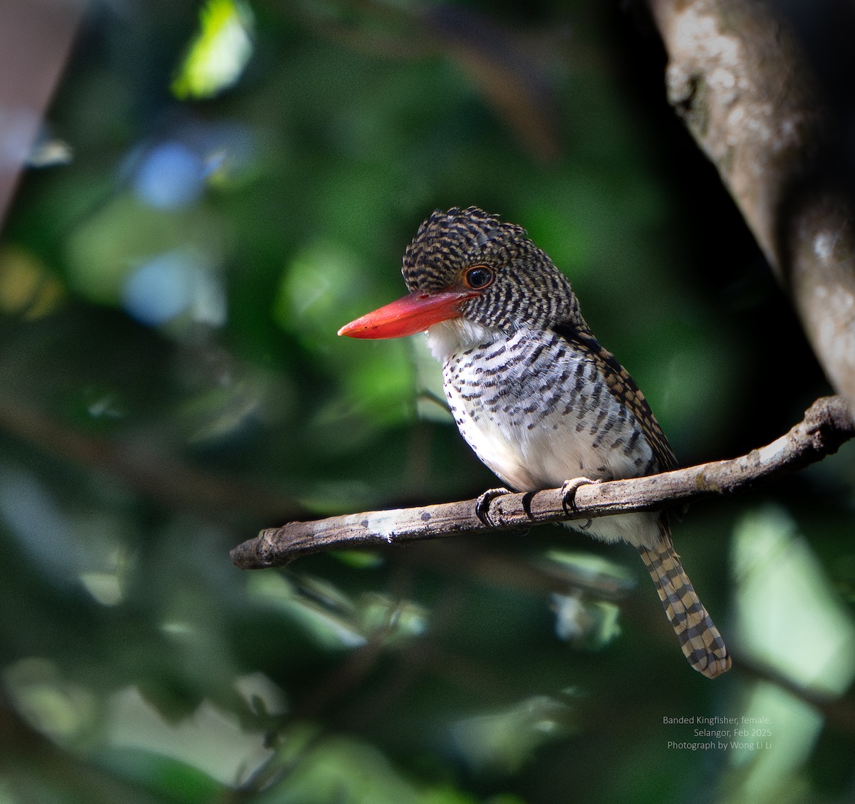 Banded Kingfisher - ML647456531