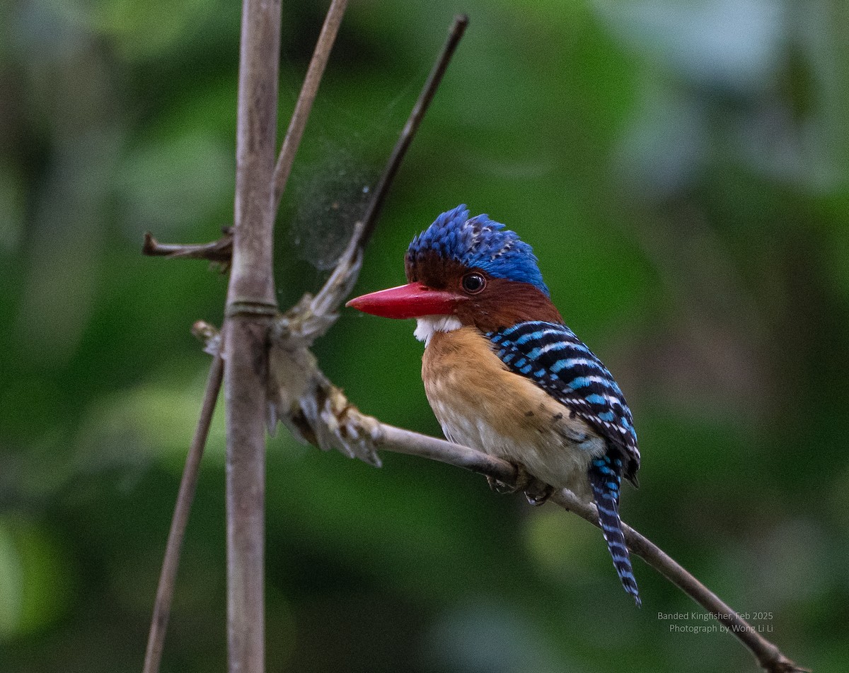 Banded Kingfisher - ML647456532