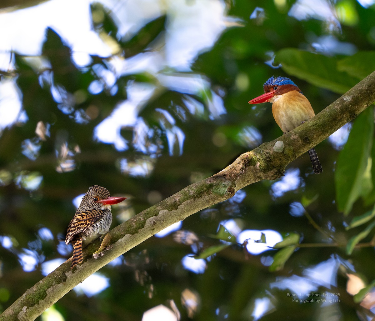 Banded Kingfisher - ML647456533