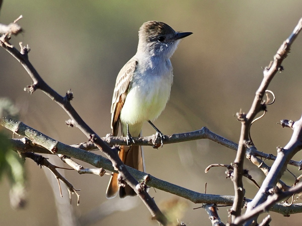 Ash-throated Flycatcher - ML647456536