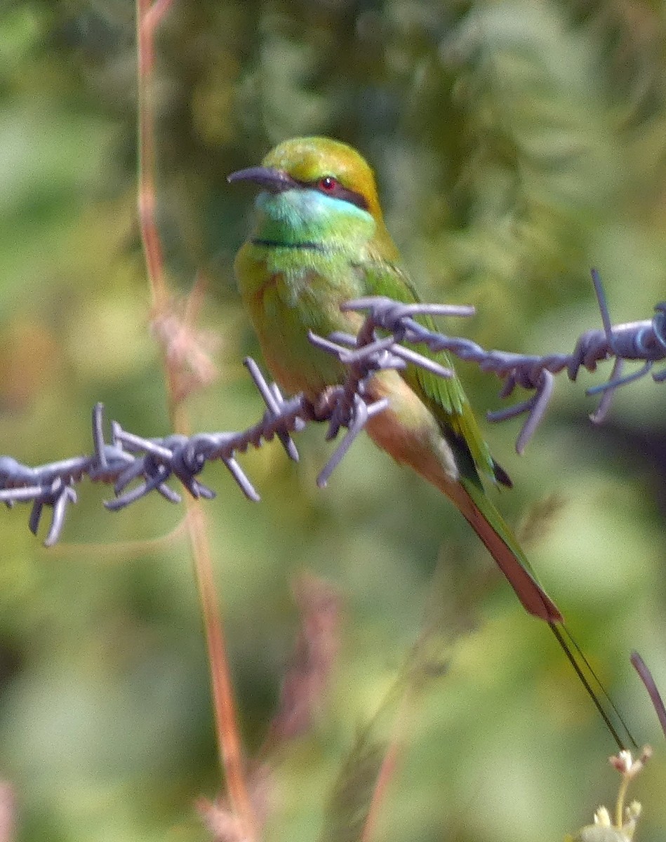 Asian Green Bee-eater - ML647456537