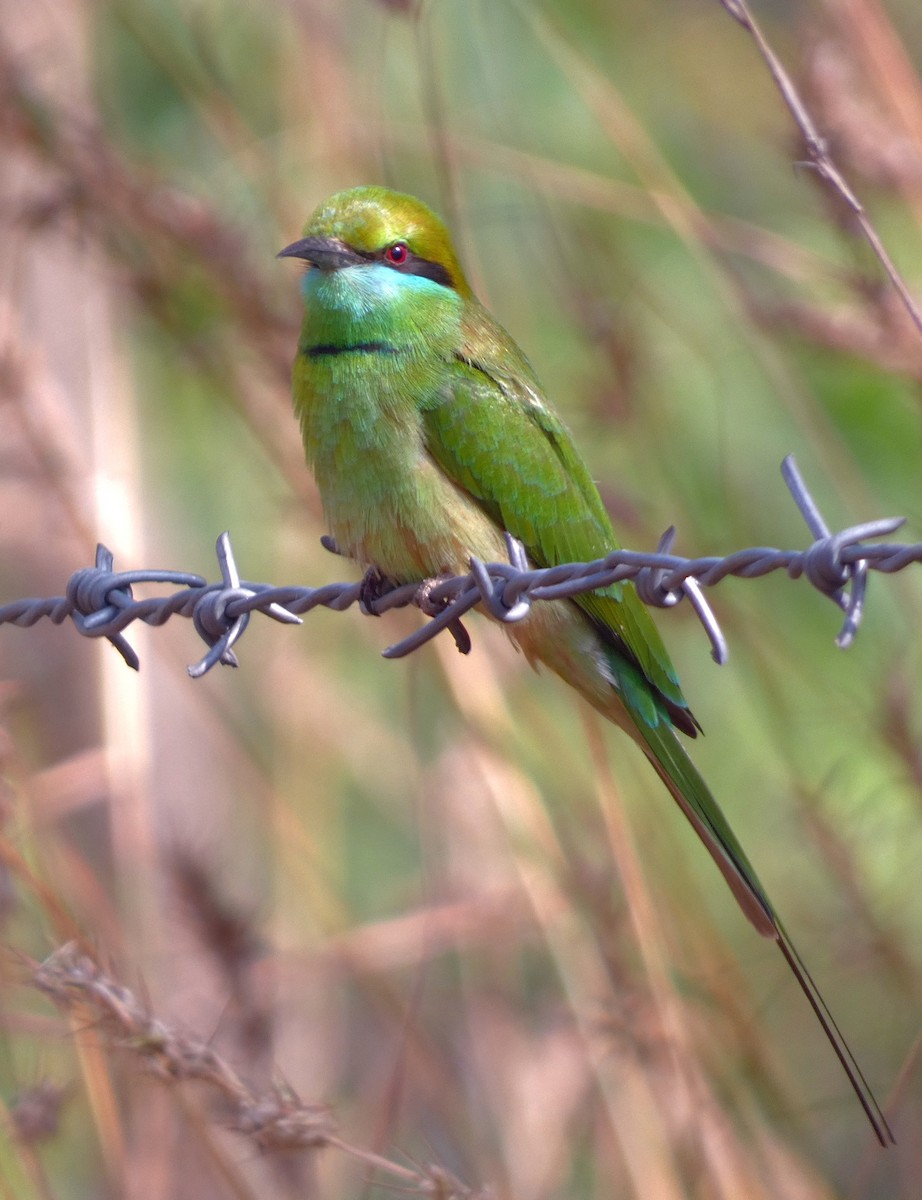 Asian Green Bee-eater - ML647456538