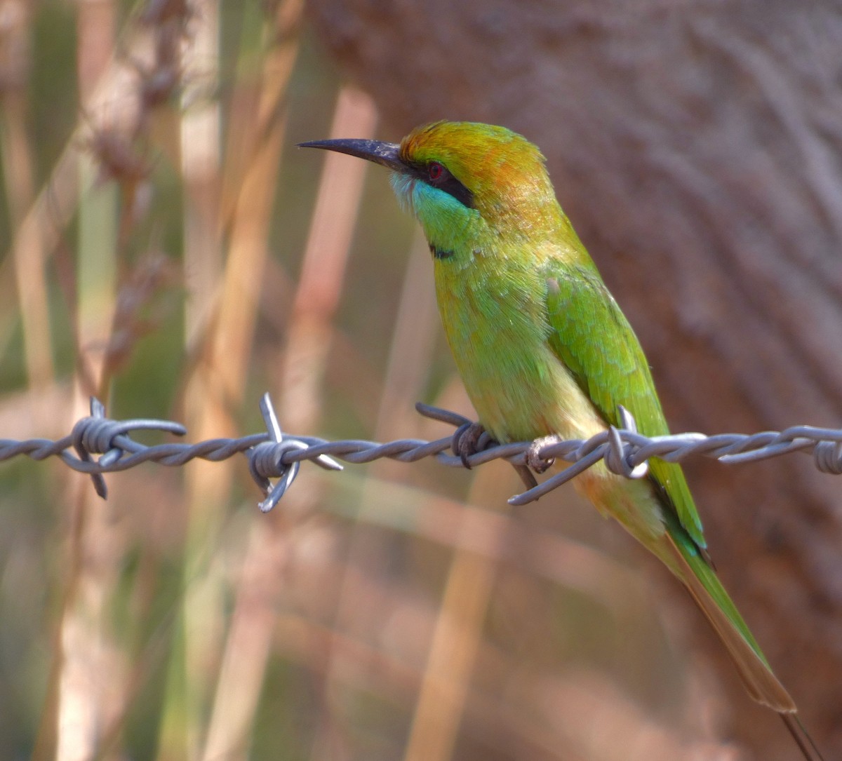 Asian Green Bee-eater - ML647456539
