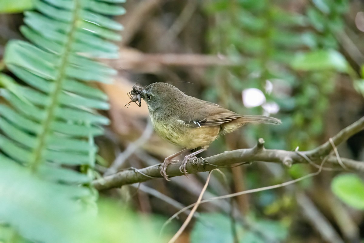 White-browed Scrubwren - ML647456543