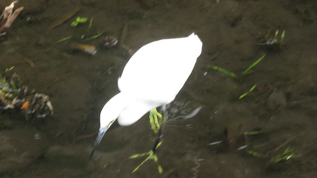 Little Egret - ML647456544