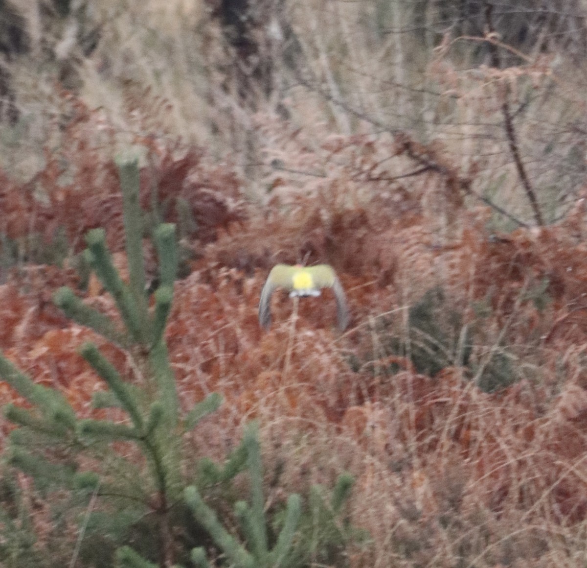 Eurasian Green Woodpecker - ML647456545