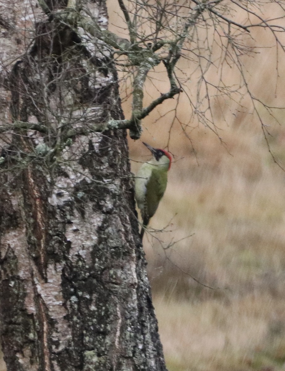 Eurasian Green Woodpecker - ML647456546