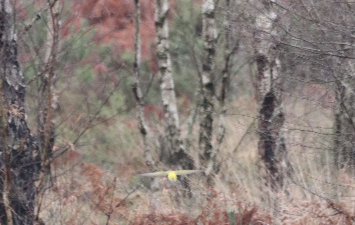 Eurasian Green Woodpecker - ML647456547