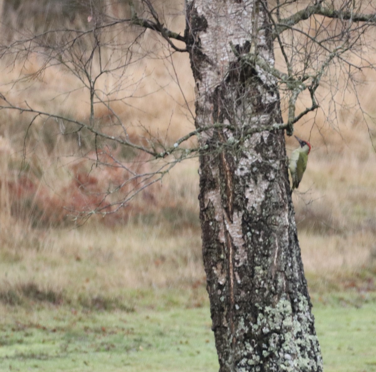 Eurasian Green Woodpecker - ML647456548