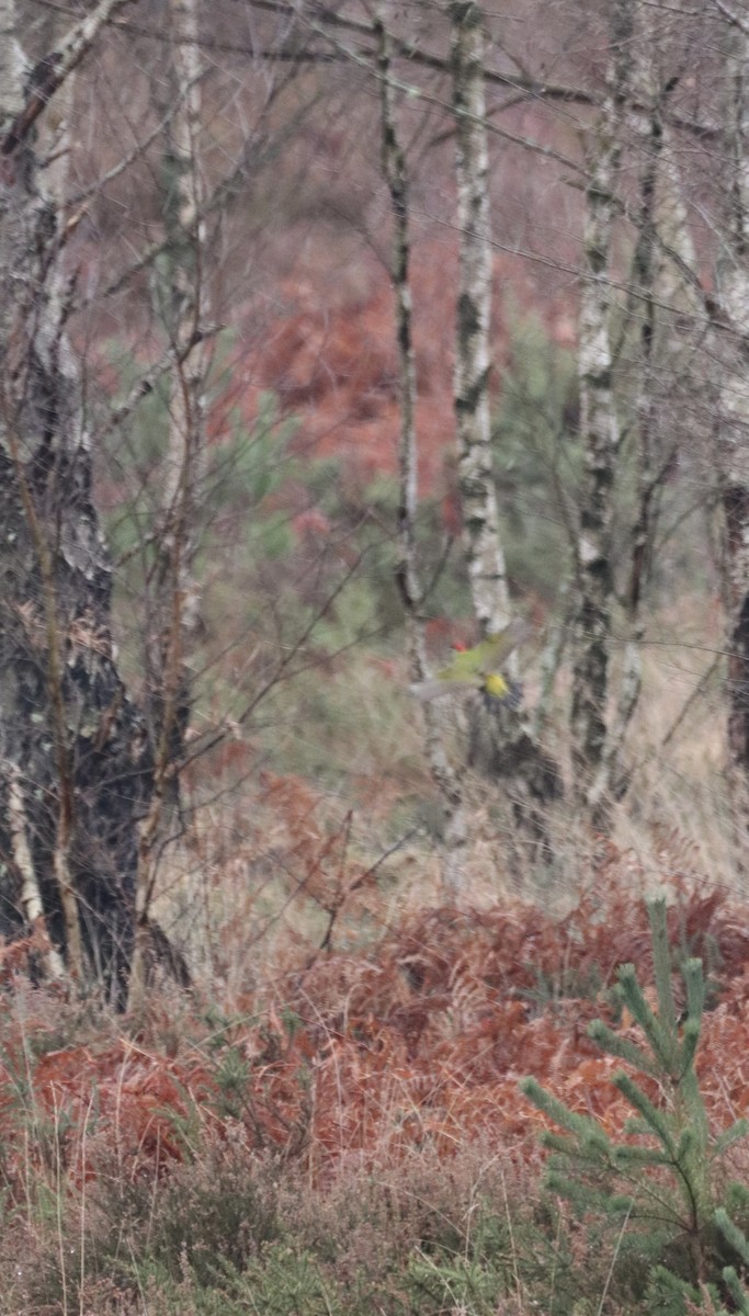 Eurasian Green Woodpecker - ML647456549