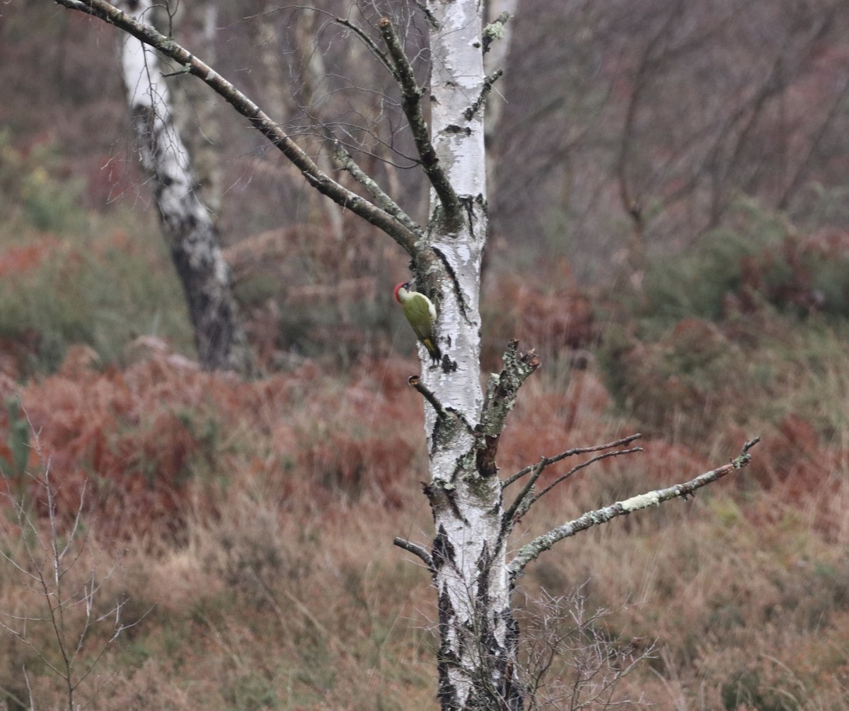 Eurasian Green Woodpecker - ML647456550