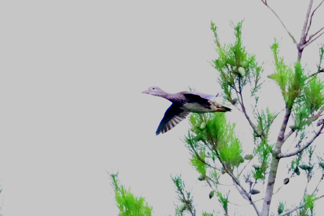 Mandarin Duck - ML647456551