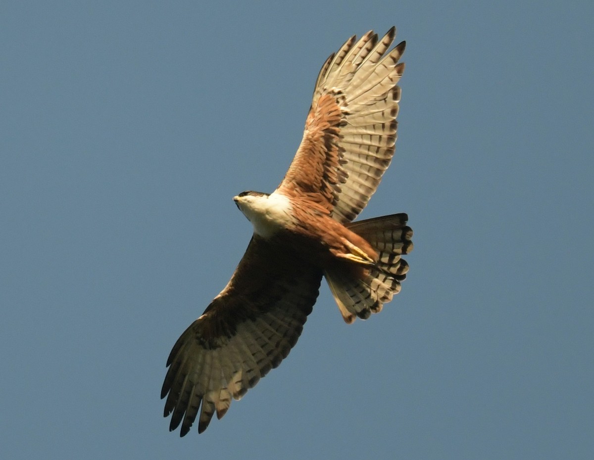 Rufous-bellied Eagle - ML647456553