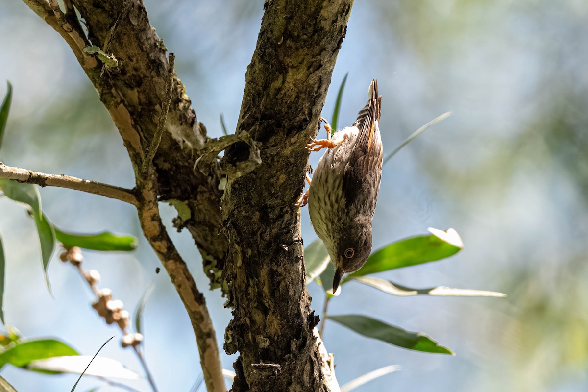 Varied Sittella - ML647456555