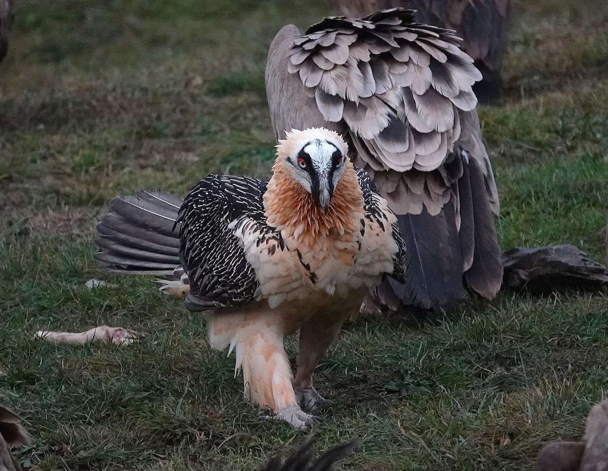 Bearded Vulture - ML647456556