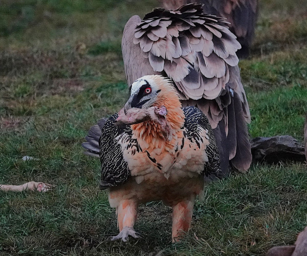 Bearded Vulture - ML647456557