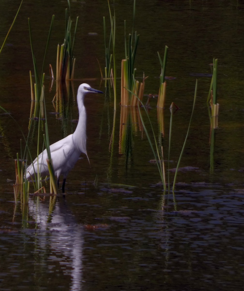 Little Egret - ML647456560