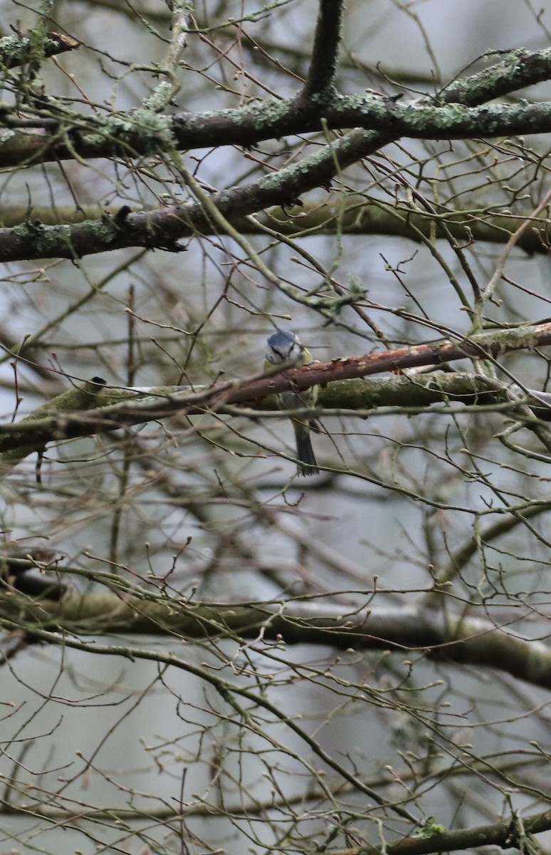Eurasian Blue Tit - ML647456561