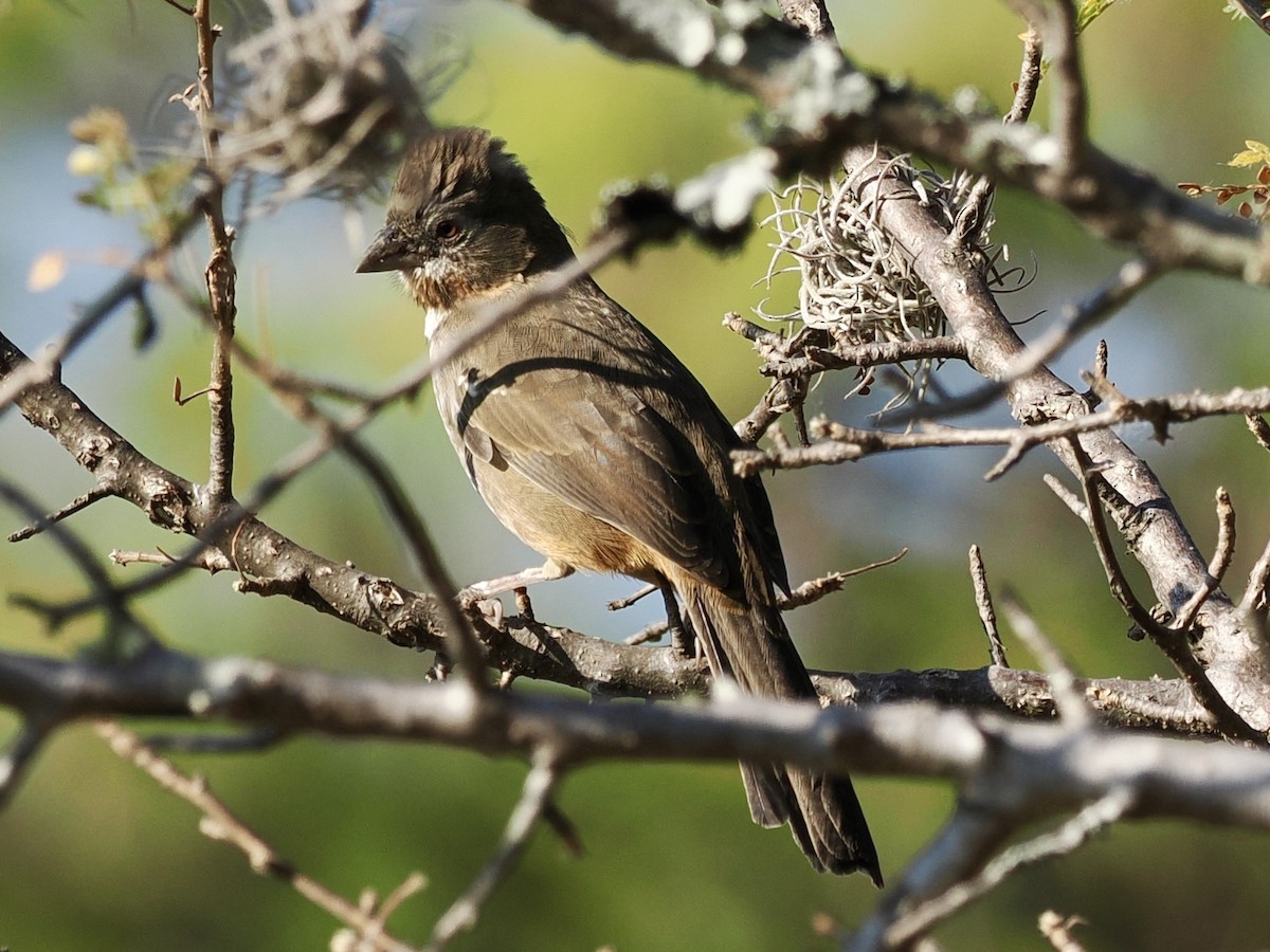 White-throated Towhee - ML647456562