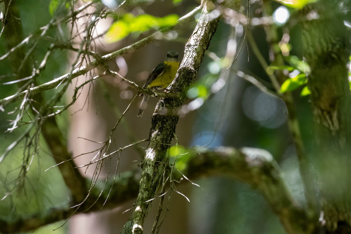 Eastern Yellow Robin - ML647456563