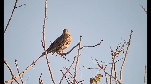 Дрізд-омелюх - ML647456568