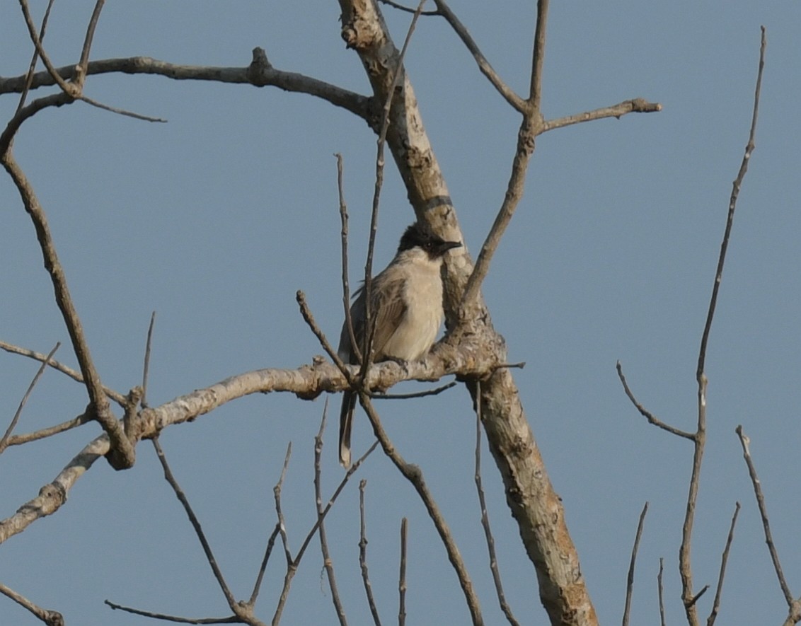 Sooty-headed Bulbul - ML647456597
